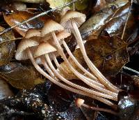 Mycena californiensis image