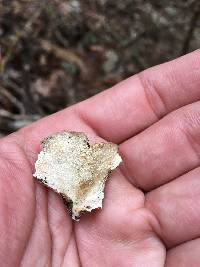 Trametes versicolor image