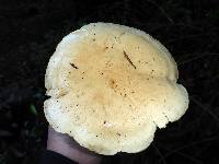 Leucopaxillus albissimus image