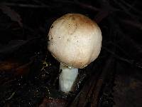 Agaricus hondensis image