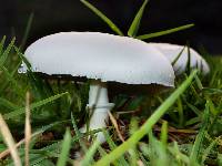 Leucoagaricus leucothites image