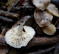 Marasmius albogriseus image