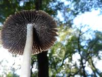 Psathyrella longipes image