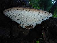 Ganoderma applanatum image