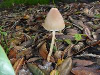 Psathyrella longipes image