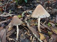 Psathyrella longipes image