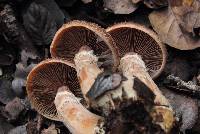 Armillaria sinapina image