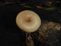 Clitocybe salmonilamella image