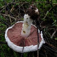 Agaricus campestris image