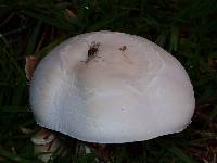 Leucoagaricus leucothites image