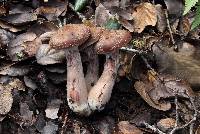 Armillaria sinapina image