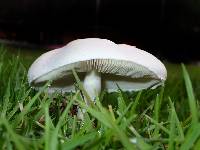 Leucoagaricus leucothites image