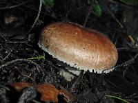 Agaricus brunneofibrillosus image