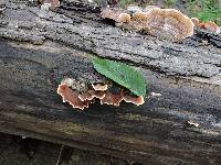 Trametes versicolor image