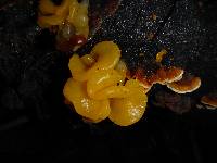 Tremella aurantia image