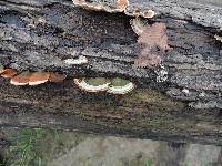 Trametes versicolor image