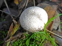 Lycoperdon perlatum image