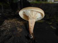 Clitocybe salmonilamella image