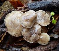 Marasmius albogriseus image