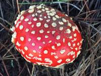 Amanita muscaria image