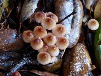 Mycena californiensis image