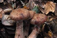 Armillaria sinapina image