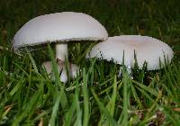 Leucoagaricus leucothites image