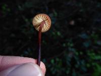 Marasmius plicatulus image