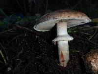 Agaricus brunneofibrillosus image