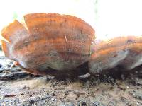 Trametes versicolor image