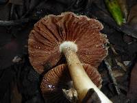 Volvariella gloiocephala image