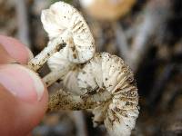 Marasmius albogriseus image