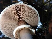 Agaricus brunneofibrillosus image