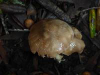 Volvariella gloiocephala image