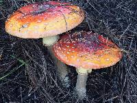 Amanita muscaria image