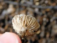 Marasmius albogriseus image