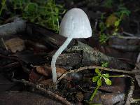 Coprinopsis lagopus image