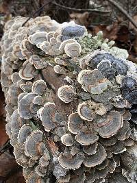 Trametes versicolor image