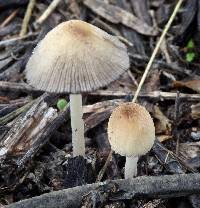 Coprinellus micaceus image