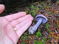 Cortinarius occidentalis image