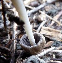 Coprinellus domesticus image