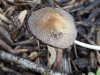 Coprinellus micaceus image