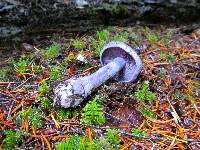 Cortinarius occidentalis image