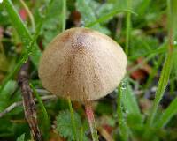 Conocybe tenera image