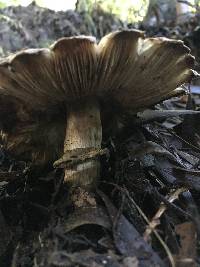 Chlorophyllum brunneum image