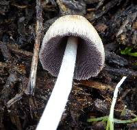 Coprinellus micaceus image