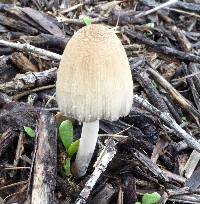 Coprinellus micaceus image