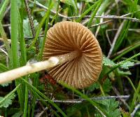 Conocybe tenera image