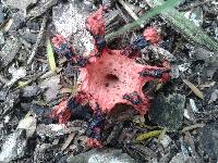 Clathrus archeri image