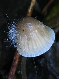 Spinellus fusiger image